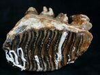 Juvenile Woolly Mammoth Molar With Roots #8483-3